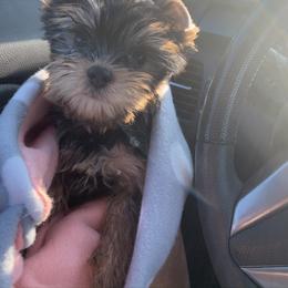 Yorkshire Terrier Puppies from Yorkielicious Yorkies