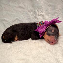 Pixie - Black and tan female American Hairless Terrier puppy in Westland, Michigan from Lazuli Great Danes & Bare Necessities American Hairless Terriers