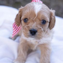 Red - Cream male Cavapoo puppy in Northport, Alabama from Alex Camp