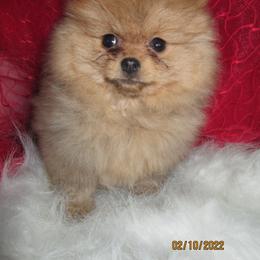 Pomeranian Puppies from Storm Pomeranians