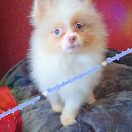Lavender Merle Parti - Lavender male Pomeranian puppy in Albany, Oregon from Purrs N Poms