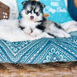 July - Black and white female Pomsky puppy in Yavapai County, Arizona from Pawsh Pomskies