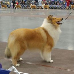 Collies from Ka-Zes Collies