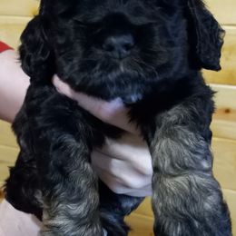 Cocker Spaniels from Peterson Farmers