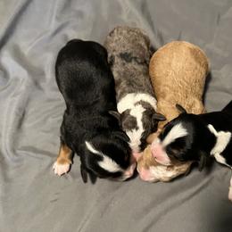 Bernedoodle and French Bulldog Puppies from Bernied00dle Love & Fr3nchi3 Love