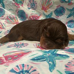 Revere - Chocolate male Cavalier King Charles Spaniel puppy in Frisco, Texas from Texas Cavalier King Charles Spaniels Manard Enterprises
