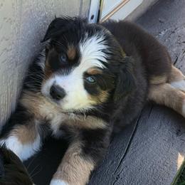 Escape - Black tri female Miniature Australian Shepherd puppy in Lowgap, North Carolina from Ramblin’ Rose Mini's