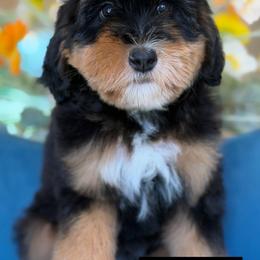 Pixie - Tri-color female Bernedoodle puppy in Yuciapa, California from AlltheDoodlez_