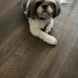 Ella - Shih Tzu