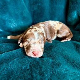 Dierks - Merle male Goldendoodle puppy in Allen, Texas from Calena’s Doodles