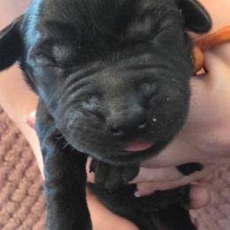 Boy 5 - Black male Labrador Retriever puppy in Oxford, Georgia from Cornish Mountain Labradors