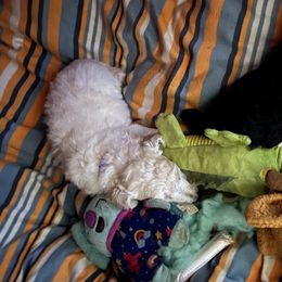 Poodle Puppies from Tyler Family Poodles