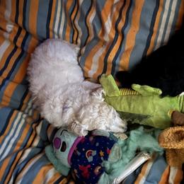 Poodle Puppies from Tyler Family Poodles