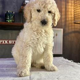 Goldendoodle Puppies from 24 Karat Doodles