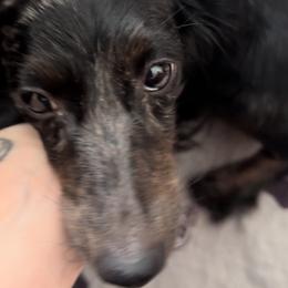 Wylaa - Dachshund
