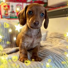 Trevor - Chocolate and tan male Dachshund puppy in Aiken, South Carolina from State Eight Dachshunds