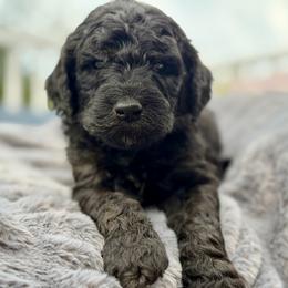 Buck - Phantom male Goldendoodle puppy in Rainier, Oregon from Beaver Springs Puppies