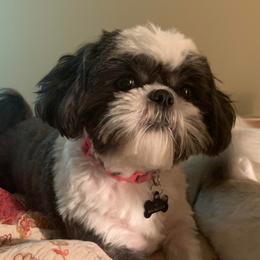Fia - Shih Tzu