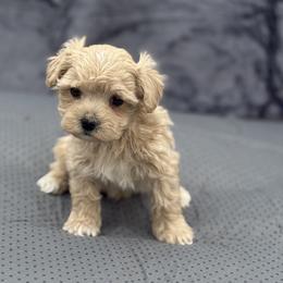 Cooper - Apricot male Maltipoo puppy in Bowling Green, Kentucky from Denise Clark
