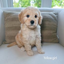 Yellow Girl - Cream female Goldendoodle puppy in Rochester, New York from Sandy Creek Doodles