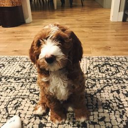 Bernedoodle and Goldendoodle Puppies from Heartfelt GoldenDoodles