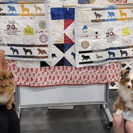 Miniature Australian Shepherds and Toy Australian Shepherds from Plum Creek Aussies