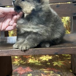 Pomeranian Puppies from O'My Heart Pomeranians