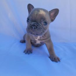 Millie (Girl 1) - Blue fawn female French Bulldog puppy in Neosho, Missouri from Norris Frenchies