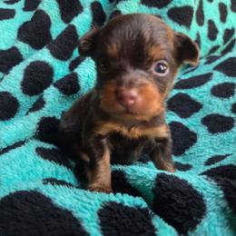 Firebird - Brown and tan male Russian Toy puppy in Boise, Idaho from Nesting Dolls