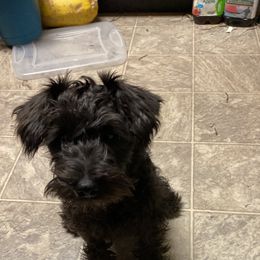 Miniature Schnauzer Puppies from Shadow River Schnauzers