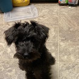 Miniature Schnauzer Puppies from Shadow River Schnauzers