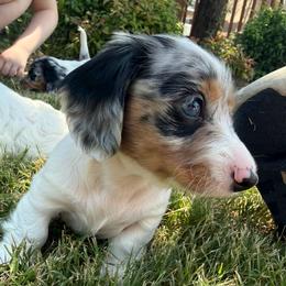 Hades - Dapple male Dachshund puppy in Rogers, Arkansas from Mini Paws Over the Moon Dachshunds