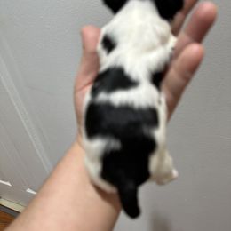 Biewer Terrier Puppies from Lozado’s Biewers