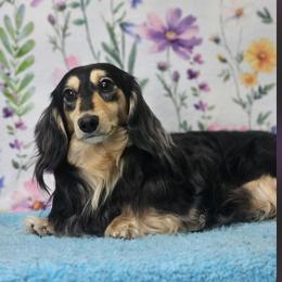 Rowdy - Dachshund