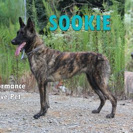 Sookie - Gold brindle female Dutch Shepherd puppy in Jasper, Georgia from Von Der King Working Dogs