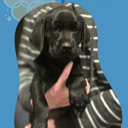 Frost - Blue Collar - Black male Labrador Retriever puppy in Sumerduck, Virginia from Cedar Mountain Retrievers