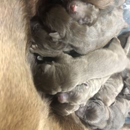 Dilute Retriever and Labrador Retriever Puppies from CKB Labradors