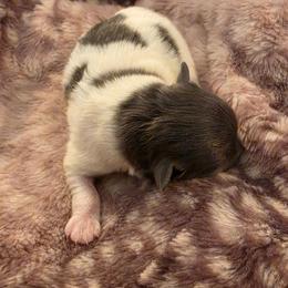 Stormy - Blue parti female Pomeranian puppy in Gun Barrel City, Texas from Petite Poms