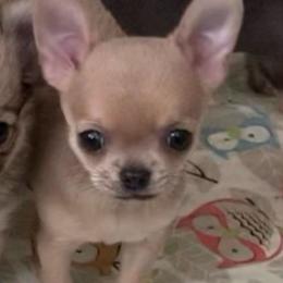 Joy - Chihuahua