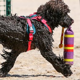 Portuguese Water Dogs from HiBisKiss