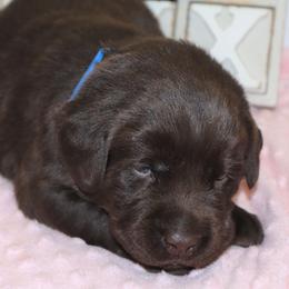 Joy - Chocolate female Labrador Retriever puppy in Camden, Indiana from Camden's Caring Canines