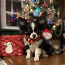 Chihuahua Puppies from Rossmoyne Chihuahuas