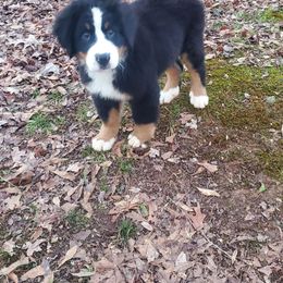 Green Male - Bernese Mountain Dog puppy from Bernese Mountain Dogs of Pony Trail Farm