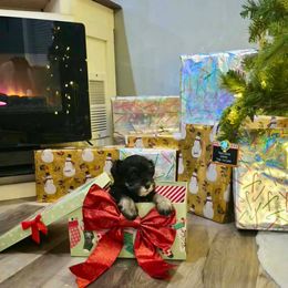 Winnie Lou - Black and silver female Miniature Schnauzer puppy in Petersburg, Indiana from Crafton Schnauzers