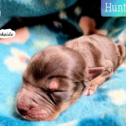 Hunter - Blue merle male Miniature Australian Shepherd puppy in Punta Gorda, Florida from Christie's Creekside Aussies