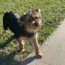 Paige - Yorkshire Terrier