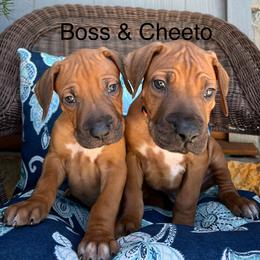 Cheeto - Rd whtn blk nose male Rhodesian Ridgeback puppy in Arcadia, Oklahoma from Ahyoka Rhodesian Ridgebacks