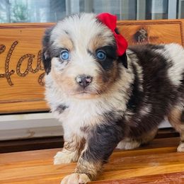 Dachshund, Miniature Australian Shepherd, and Shiba Inu Puppies from Elite Puppies of Oklahoma