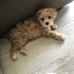 Maltipoo All Grown Up from Edna Keim
