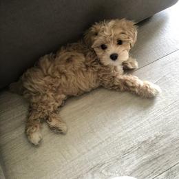 Maltipoo All Grown Up from Edna Keim